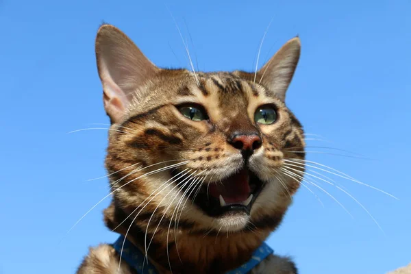 Munkorg Bengal katt rasen emot den blå himmel — Stockfoto