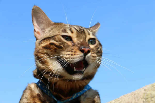 Muzzle Bengal cat breed against the blue sky — Stock Photo, Image