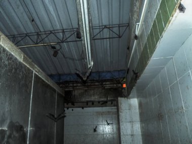 Yarasalar yaşamak ve çoğalmak için terk edilmiş bir fabrikayı ele geçirdiler..