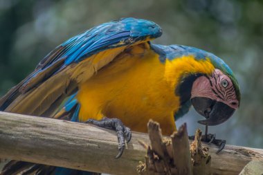 Çivi çeken bir papağan (Ara ararauna)