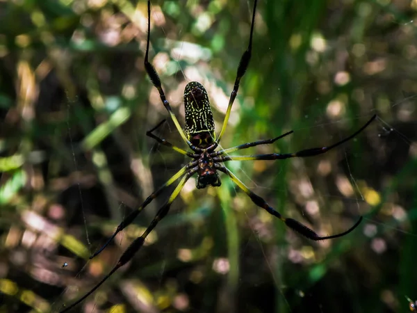 Eine Große Spinne Mit Einem Bezaubernden Farbmuster Auf Ihrem Bauch — Stockfoto