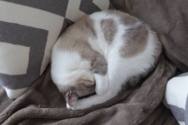 Kedilerimizden biri topun içinde daireler çizdi ve uykulu zamanların tadını çıkardı.