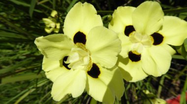 Paskalya 'dayız ve etraftaki çiçekler muhteşem bir şekilde aydınlatılıyor. Güzel bir görüntü.