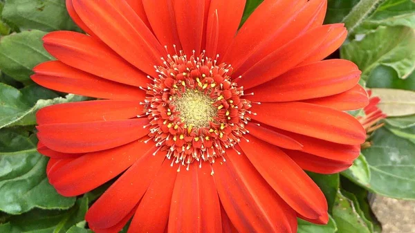 Texas Hill Country Blooming Radiant Colors Red Yellow Daisies Gerber — Stock Photo, Image