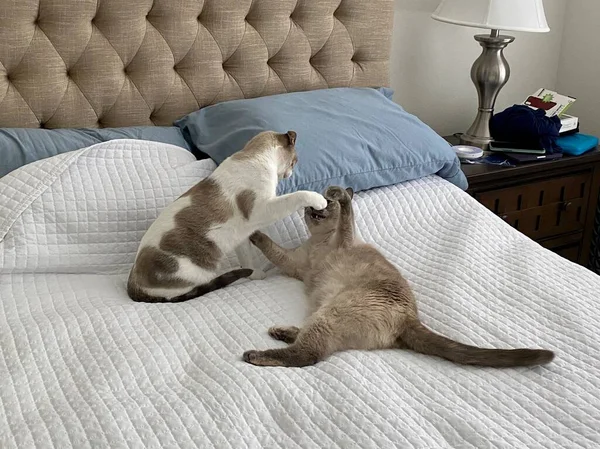 Dos Gatos Siameses Mezclan Jugando Fingir Luchar Nuestra Cama Mostrando — Foto de Stock