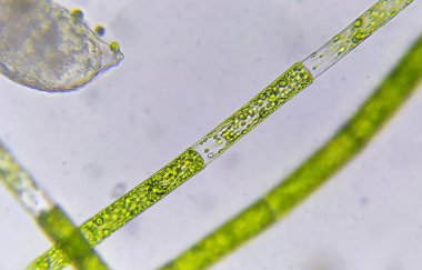 Işık mikroskobu altında yeşil tatlı su yosunları