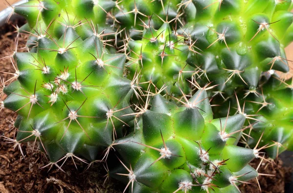 Primer plano de cactus y espinas verdes brillantes — Foto de Stock