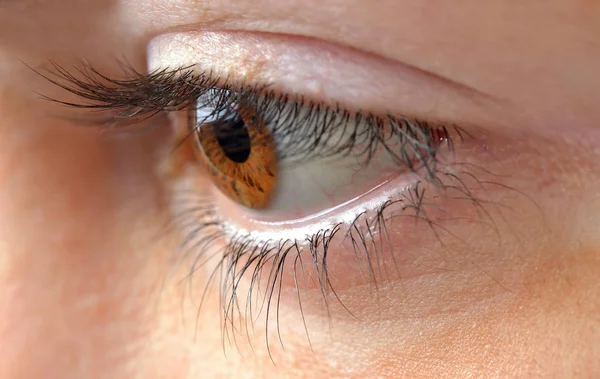 女性の茶色の目とまつげのクローズ アップ — ストック写真
