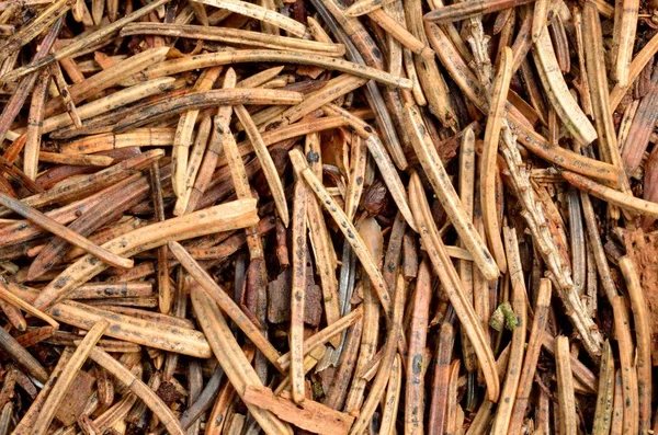 Textur einer trockenen Waldnadel - Nahaufnahme, Blick von oben — Stockfoto