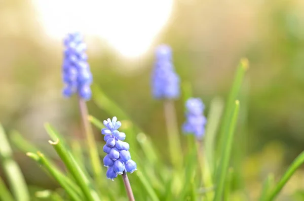 Fürtös Gyöngyike - muscari makró kék tavaszi virágok — Stock Fotó