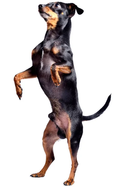 Ratter Praga, pinscher miniatura - perro checo aislado sobre fondo blanco. Perro de pie . —  Fotos de Stock