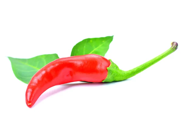 Red Hot chili paprika fűszer Piri Piri a chilipaprika növény levelei elszigetelt fehér alapon. — Stock Fotó