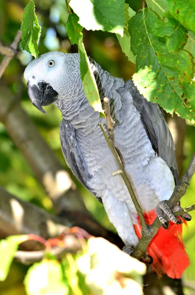Psittacus erithacus - Congo grey parrot or also known as African grey parrot