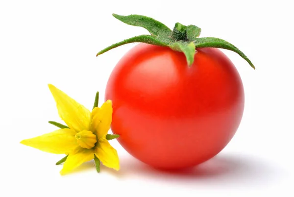 Крупним планом жовтий розквіт помідорів і червоний стиглий вишневий помідор ізольовані на білому тлі . — стокове фото