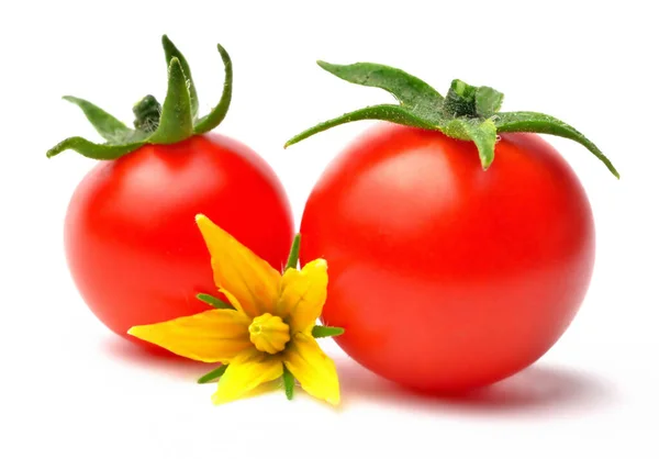 Крупный план желтого томатного цветка и красного спелых помидоров черри изолированы на белом фоне . — стоковое фото