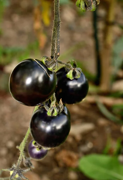 Black Blue Purple Tomatoes Also Known Indigo Rose Sunblack — Stock Photo, Image