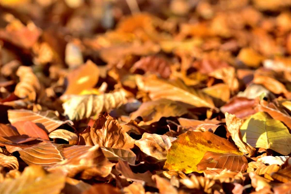 Background Golden Autumn Fallen Leaves Ground — Stock Photo, Image