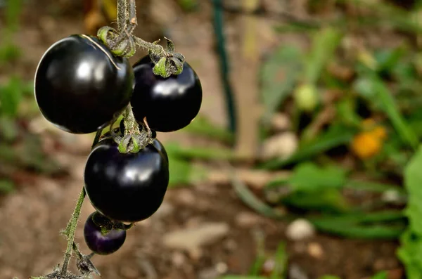 Чёрные, синие или фиолетовые помидоры, также известные как Индиго Роуз и СанБлэк. Крупный план . — стоковое фото