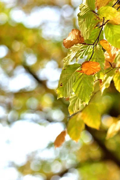 Autumn background of leaves. Close-up detail. Vertical photo. — Stock Photo, Image