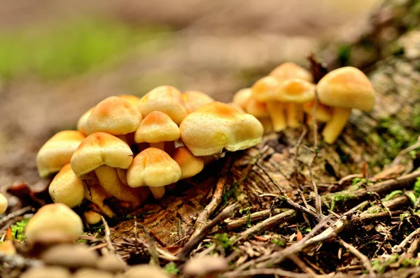 Gruppo di funghi in foresta. Dettaglio primo piano. — Foto Stock