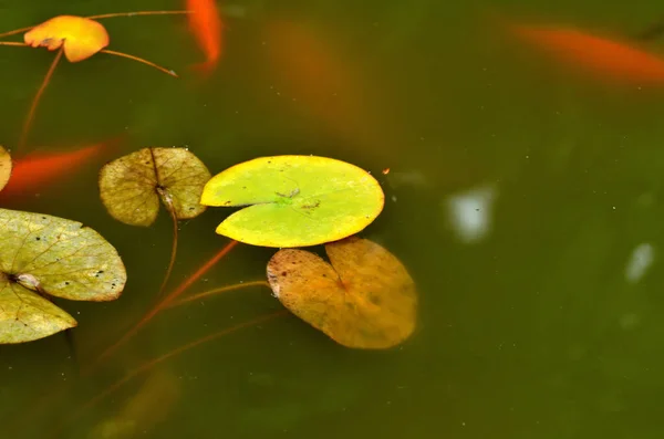 Λίλιουμ και χρυσούς κυπρίνους σε μια λίμνη στον κήπο. — Φωτογραφία Αρχείου