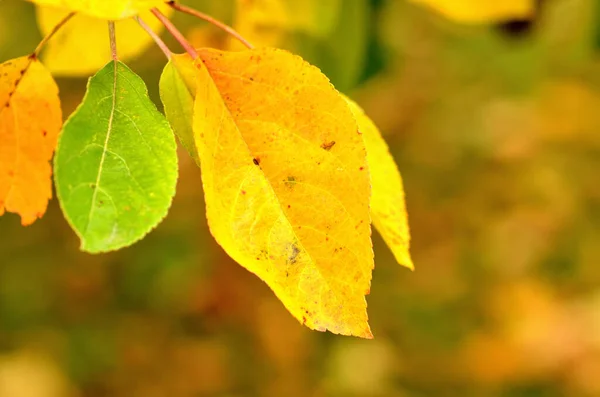 Autumn background of leaves. Close-up detail. — Stock Photo, Image