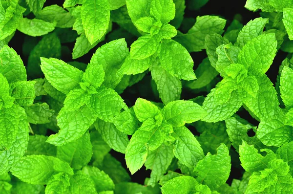 Brillante planta de menta fresca crecen fondo textura. Primer plano. —  Fotos de Stock