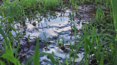 Çimenlerin arka planındaki su birikintisinde bir gökyüzünün yansıması