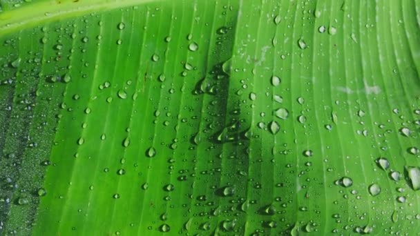 Wassertropfen Auf Grünem Bananenblatt Morgen — Stockvideo