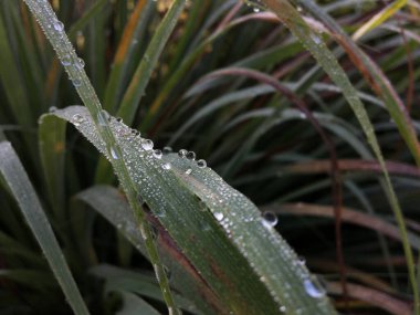Bahçede yeşil yapraklı su damlacıkları. Sabah...