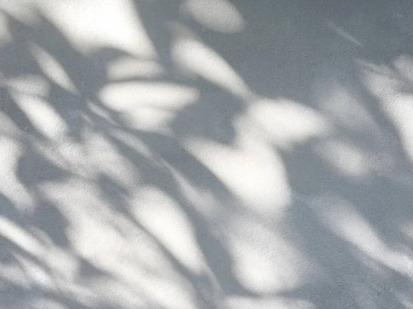 Тень Листьев Белой Стене — стоковое фото
