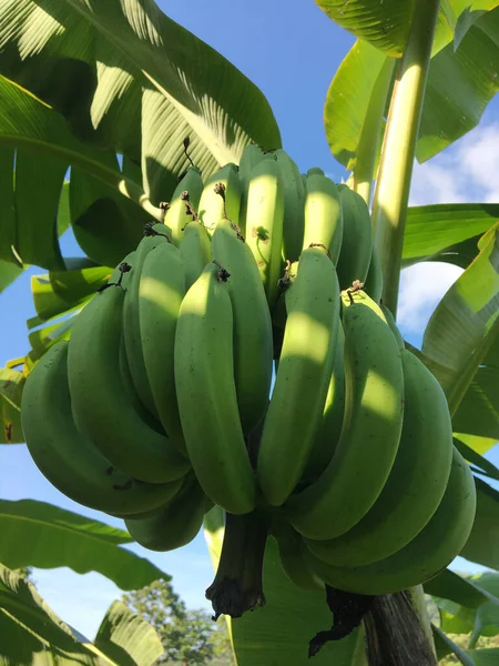 Green Gros Michel Bananas Árbol Del Plátano —  Fotos de Stock