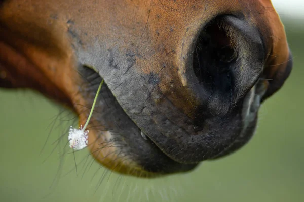 interesting idea horse face with flower on nature.  Canon 200d