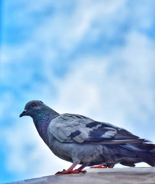 하늘을 준비가 비둘기 — 스톡 사진