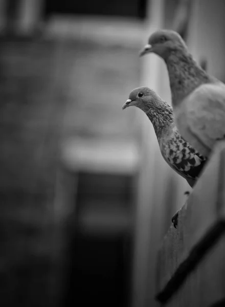 Focus Pigeons Isolated Cement Floor — Stock Photo, Image