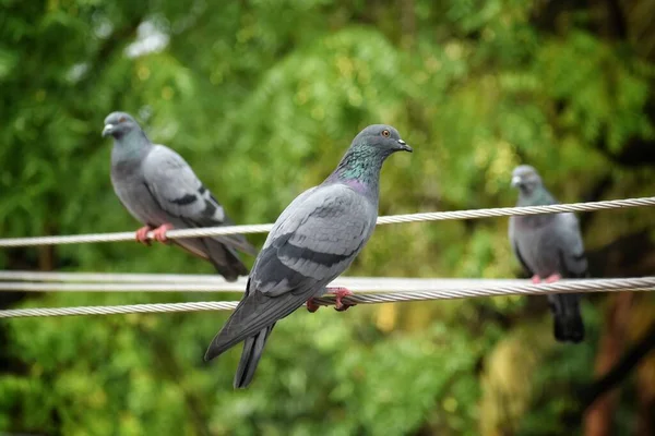 Fila Palomas Sobre Alambre Eléctrico Con Fondo Verde — Foto de Stock