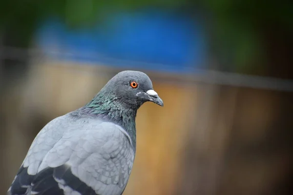 Focus Pigeons Cling Floor — Stock Photo, Image