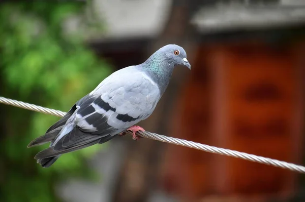 full body of a pigeon bird isolate on the electrical wire
