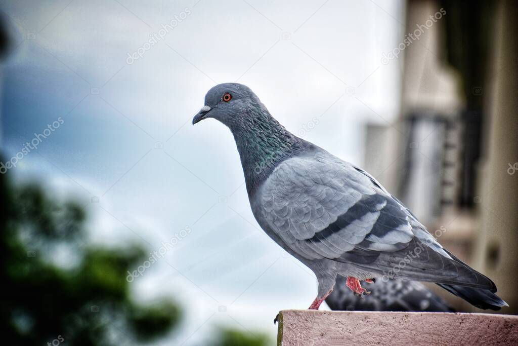 Focus of Pigeons isolated on cement floor with City Background