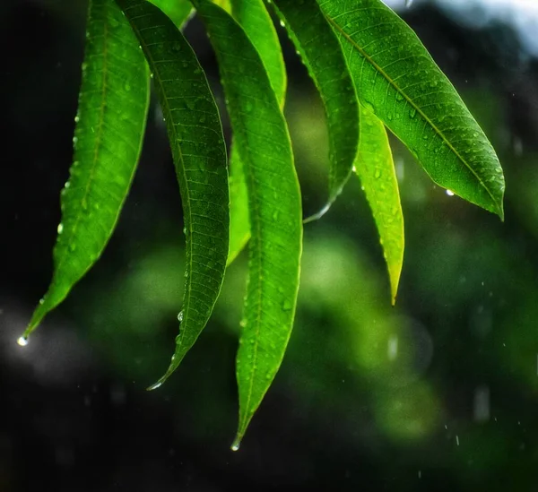 Капли Воды Листьях Манго Сезон Дождей — стоковое фото