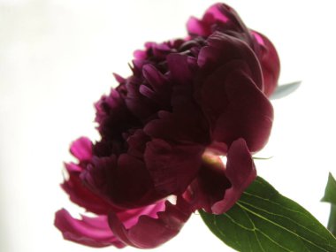 Yazın çekilmiş bir fotoğraf.