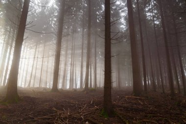 Alman ormanında kozalaklı ağaçlar. Güneşin ilk ışıkları kışın sisli havalarda parlıyor..