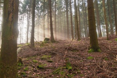 Alman ormanında kozalaklı ağaçlar. Güneşin ilk ışıkları kışın sisli havalarda parlıyor..