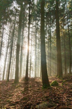 Alman ormanında kozalaklı ağaçlar. Güneşin ilk ışıkları kışın sisli havalarda parlıyor..