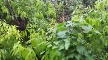 Yeşil yaprakları ve dalları rüzgara karşı hareket