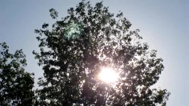 Ранок сонячних променів через погойдуючись листя — стокове відео