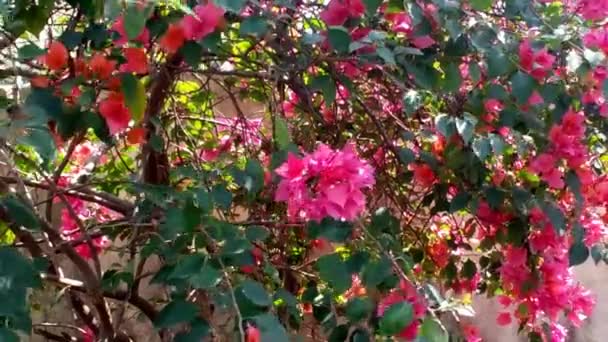 Flowers , Leaves & Branches swaying — Stock Video