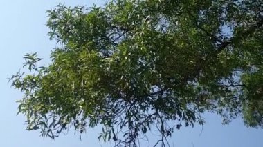 yeşil yapraklar ve mavi gökyüzü