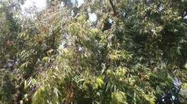 Yeşil yaprakları ve yeşil meyve ağacı