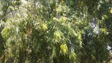 Rüzgarda sallanan okaliptüs yaprakları